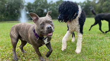 overnight-dog-boarding-dog-hotel-near-me-overnight-daycare-pet-boarding.jpg