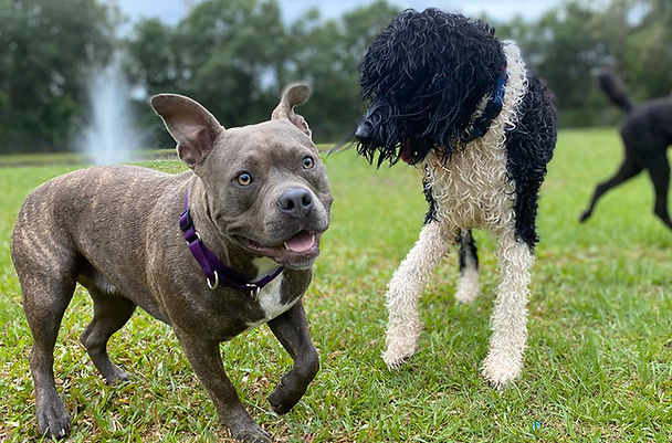 Dog Training in Gloucester, VA