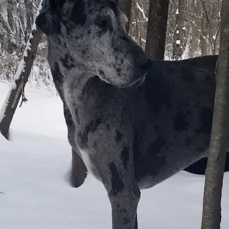 A Whisker’s Wish – Mobile Veterinarian in Woodstock, VA