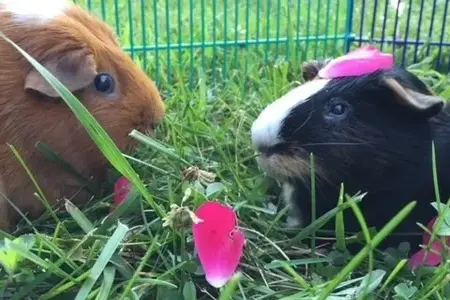 A Whisker’s Wish – Mobile Veterinarian in Woodstock, VA