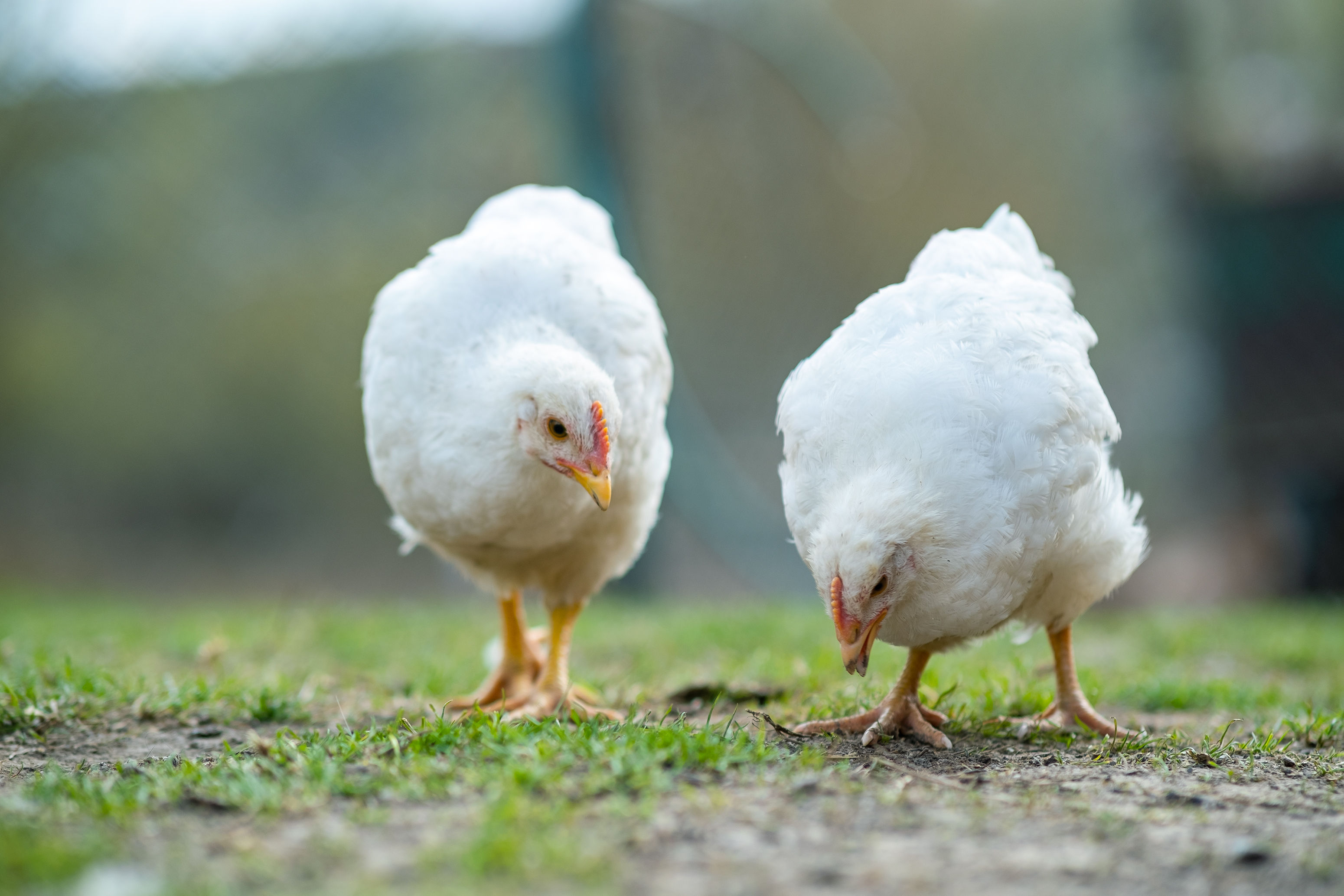White Leghorn Chickens