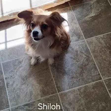 A Whisker’s Wish – Mobile Veterinarian in Woodstock, VA