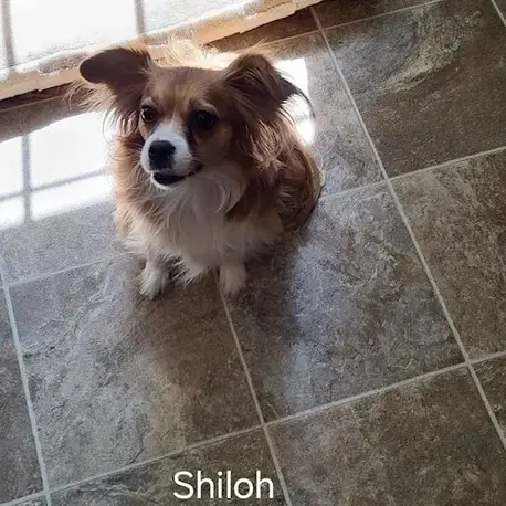 A Whisker’s Wish – Mobile Veterinarian in Woodstock, VA