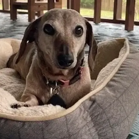 A Whisker’s Wish – Mobile Veterinarian in Woodstock, VA