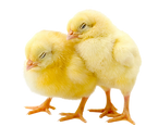 two-fluffy-yellow-chicks-standing-together-on-whit-2026-01-05-00-25-30-utc_11zon-Photoroom