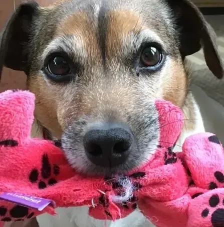 A Whisker’s Wish – Mobile Veterinarian in Woodstock, VA