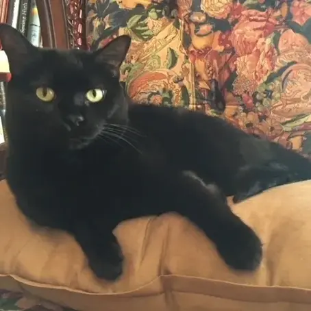 A Whisker’s Wish – Mobile Veterinarian in Woodstock, VA