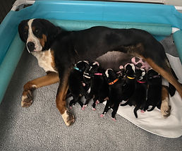 Tula with Puppies.jpg