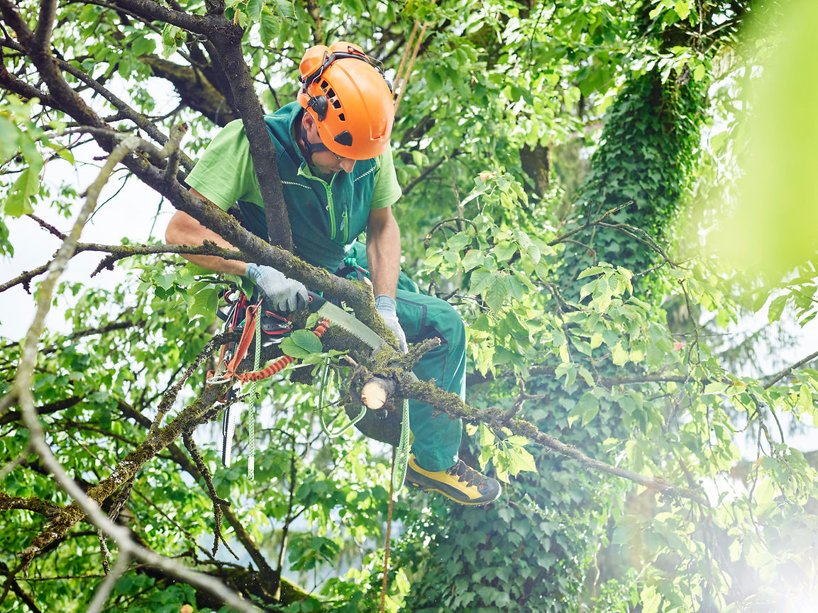 arborist-cutting-tree-branches-while-suspended-in-2026-03-09-05-22-50-utc.jpg