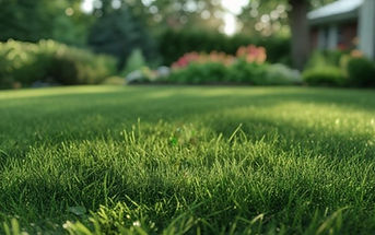 Why-Choose-Organic-Lawn-Care-in-Maplewood-r6kpwyrtci6nj2lfkzbkkd30xs2fjx1st3wlzbo6fc.jpeg