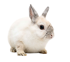 white-rabbit-on-white-background-2026-01-08-06-23-53-utc_11zon-Photoroom.png