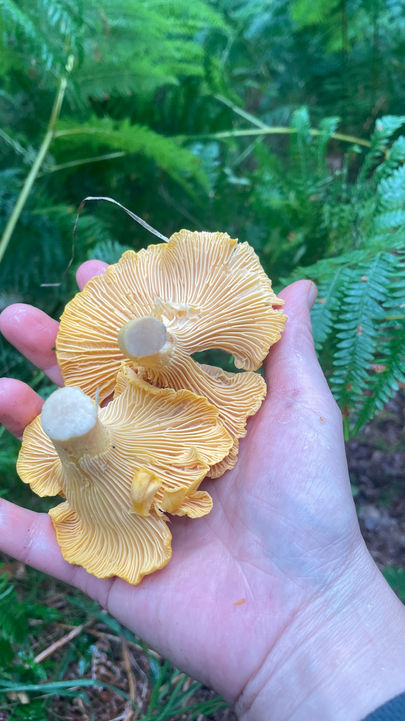 Wild mushroom from local ancient woodland