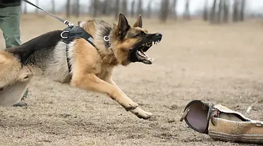aggressive_german_shepherd.webp