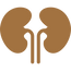 kidney.png