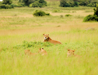 Akagera national park lionesses