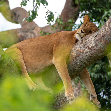Is It Safe to Travel to Uganda?