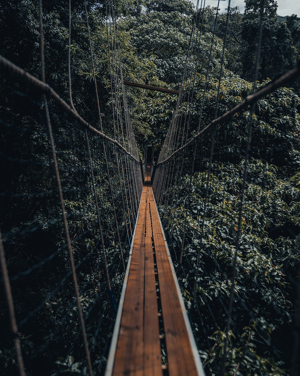 Nyungwe canopy walkway