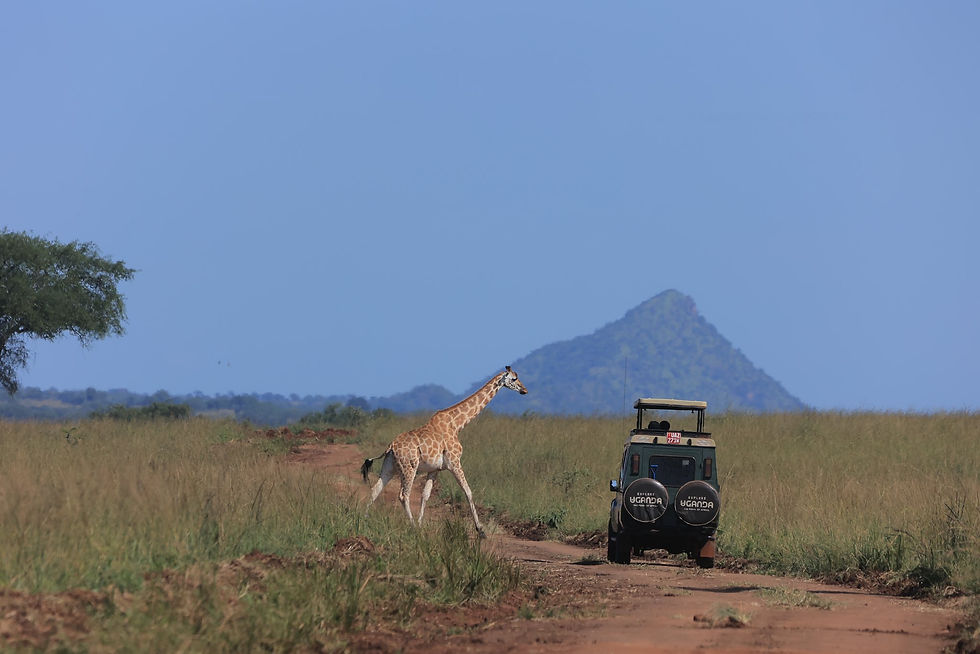 Africa Safari Trip Cost: Plan Your Epic Adventure in Uganda with Offmap Adventures