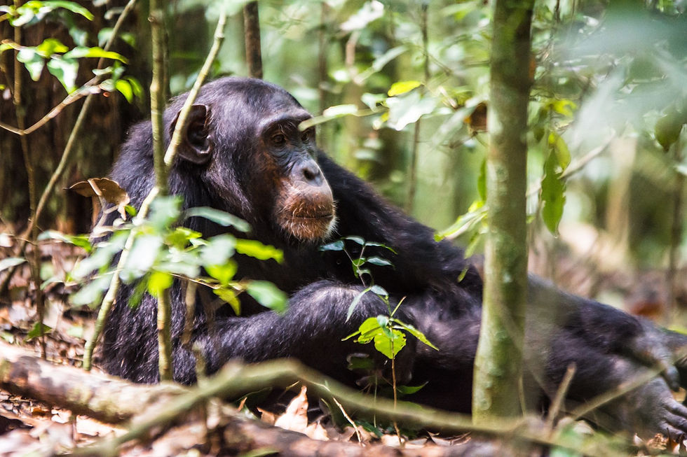 chimpanzee