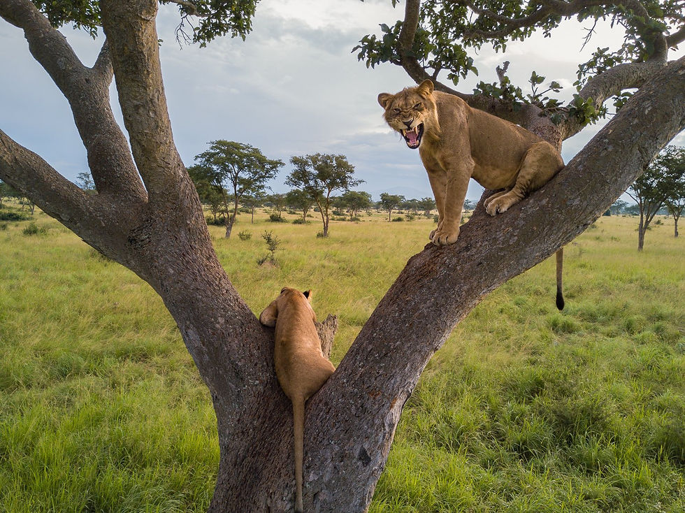 tree climbing lions