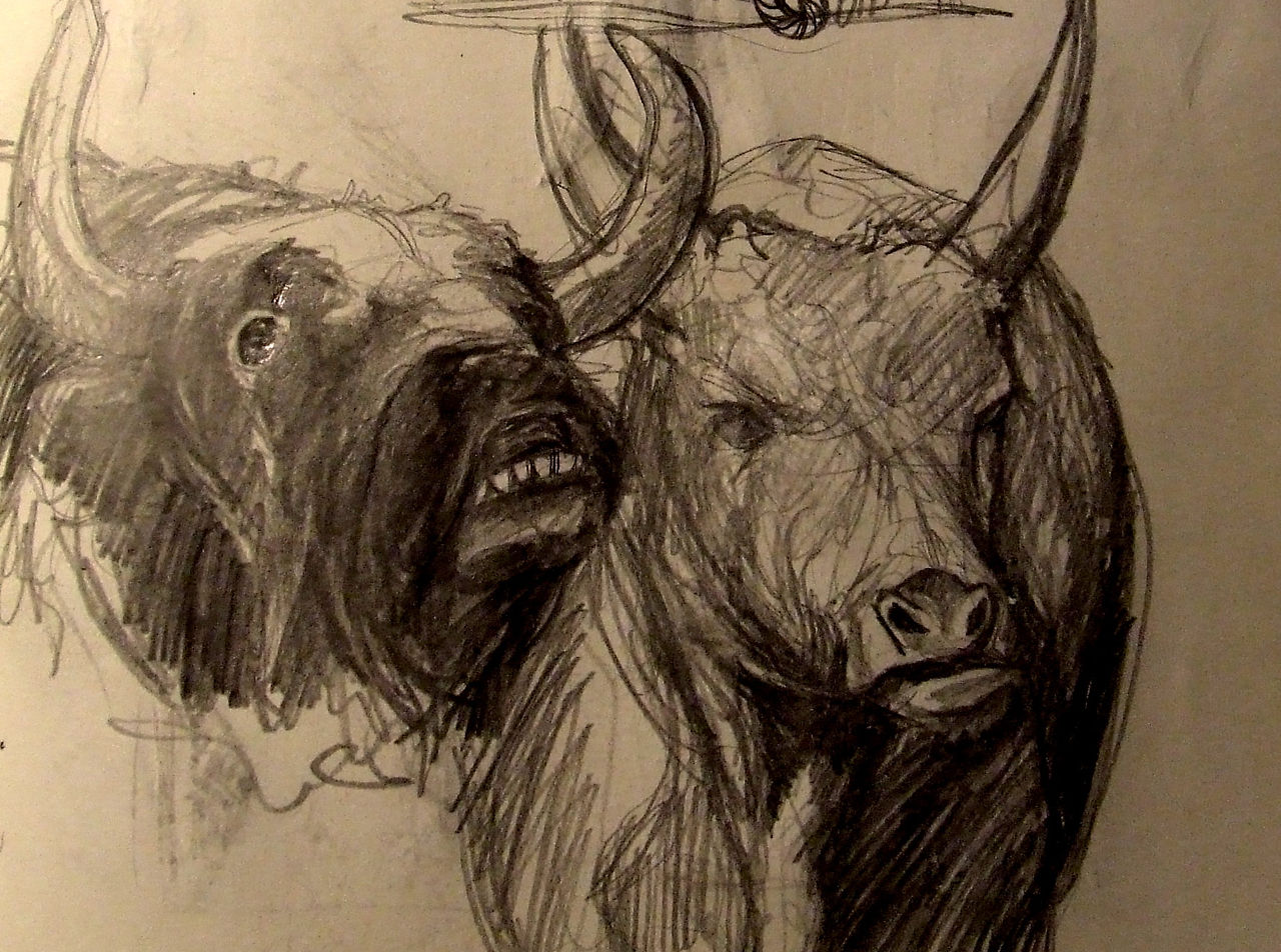 Bull