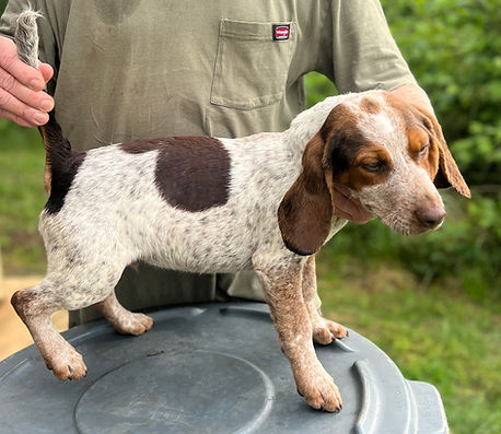 Depants Red-tick Male #2 '25.jpg