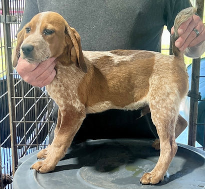 Delta Red-tick Male #2 '26.jpg