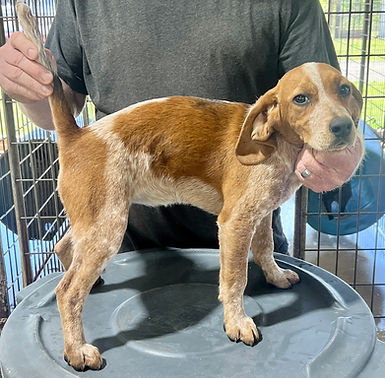 Delta Red-tick Female '26.jpg