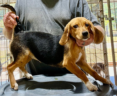 Juke Black & Tan Female #2  '25.jpg