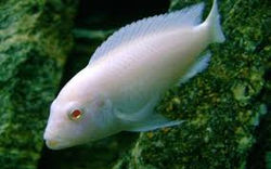 Socolofi Albino