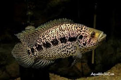 Jaguar (Parachromis managuensis)