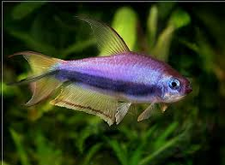 Tetra Imperador