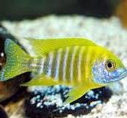 Aulonocara Yellow Baenschi