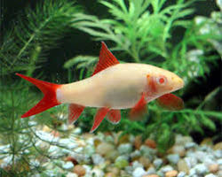 Labeo Albino