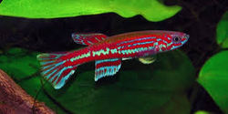 Aphyosemion Ogoense