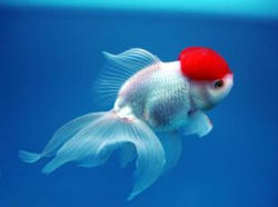 Kinguio (Caracius Auratus)
