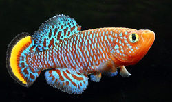 Nothobranchius Rachovii