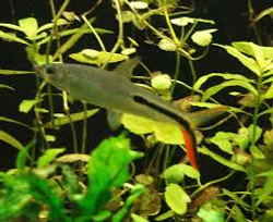 Cruzeiro do Sul (Hemiodus Gracilis)