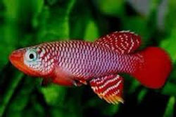 Nothobranchius Korthausae Red