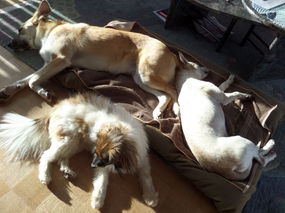 (3) Ich bin Blanca, eine Leishmaniose-Hündin (von Margrit Haederli)