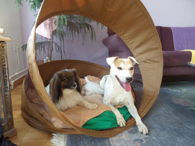 (5) Ich bin Blanca, eine Leishmaniose-Hündin (von Margrit Haederli)