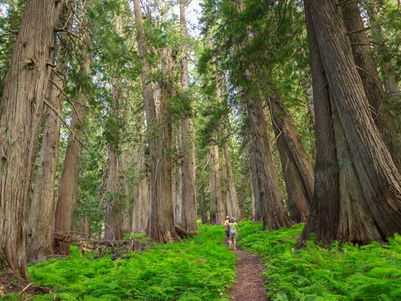 Trees teach us how to have healthier communities.