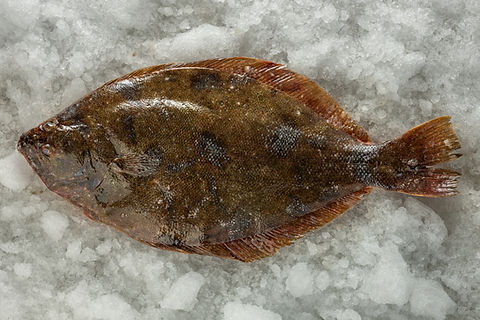 Flounder | Cassidy's