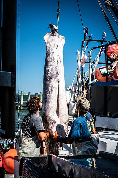 Swordfish being unloaded off a commercial fishing vessel