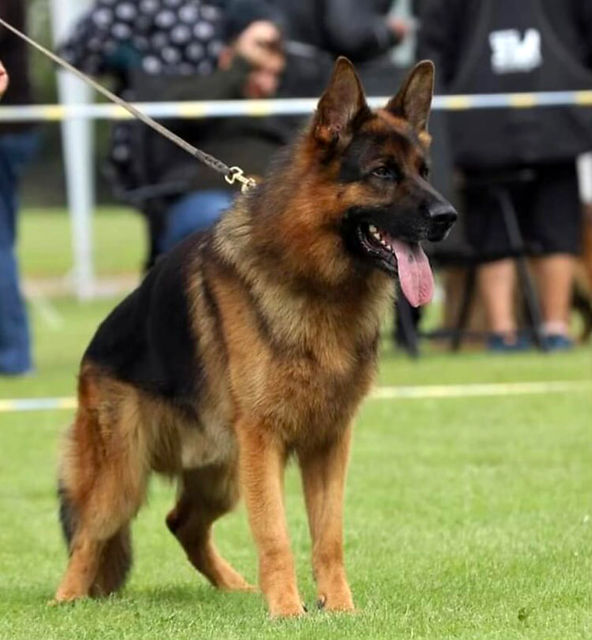 West German Showline German Shepherd Breeders West German Showline | Blue River Kennels