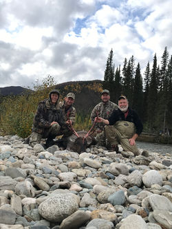 Caribou