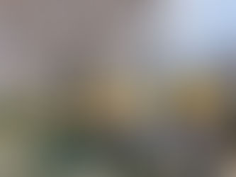 春のひととき、お花見日和🌸