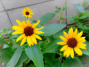 ひまわりが咲きました🌻