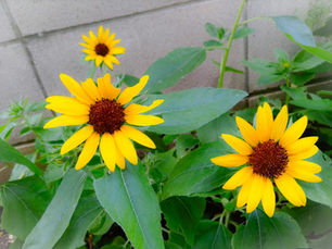 ひまわりが咲きました🌻