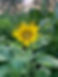 IMG_2076.jpeg